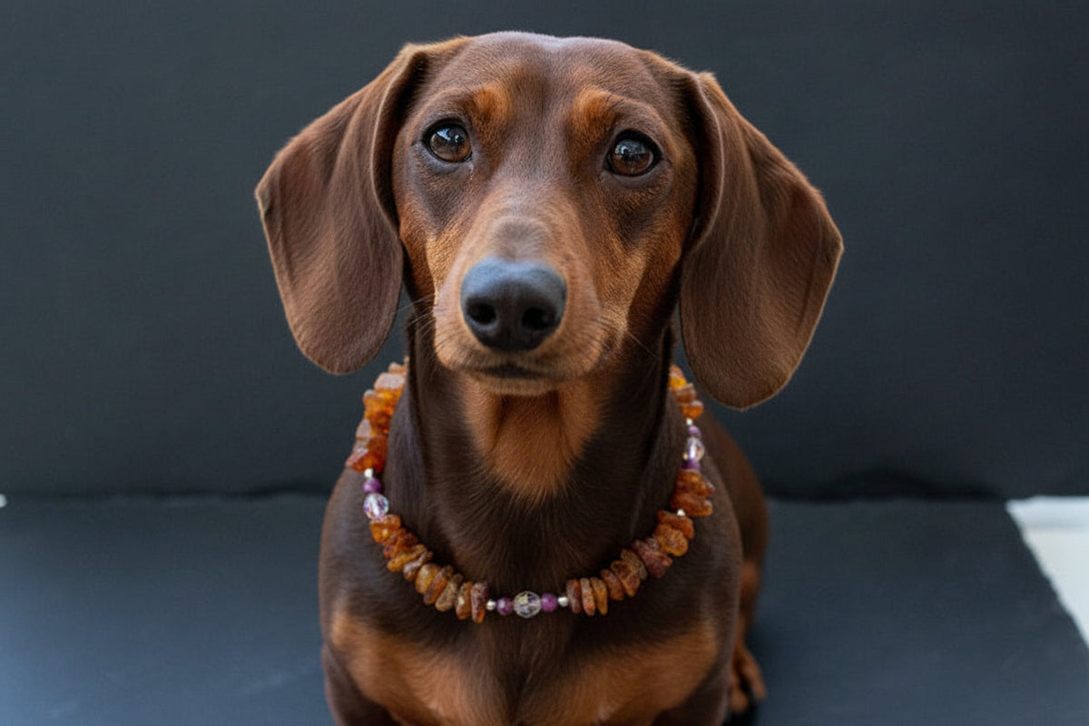 Bernsteinkette für den Hund mit Sugilith und Swari Länge 23cm