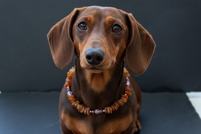 Bernsteinkette für den Hund mit Sugilith und Swari Länge 23cm
