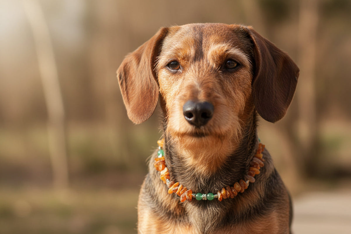 amberdog Hunde Bernsteinkette mit Jade Länge 30cm