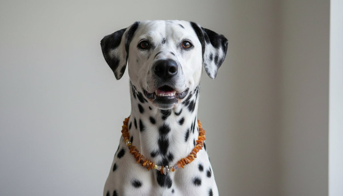 Hunde Bernsteinkette mit Edelsteinmix Länge 43cm