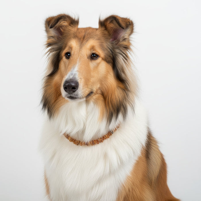 Hunde Bernsteinkette Flexi