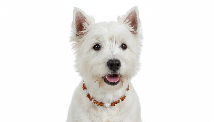 Bernsteinkette für Hunde – Unikat mit Rosenquarz & Swari (37 cm)