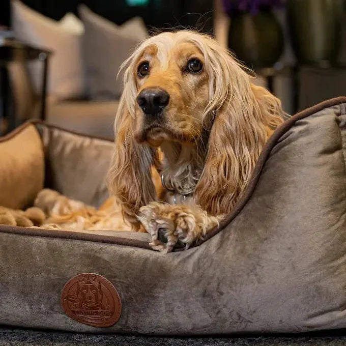 Hundebett Henri
